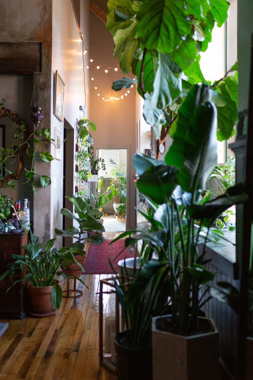 Hilton Carter Plant Doctor Industrial Loft Home Photos Apartment Therapy